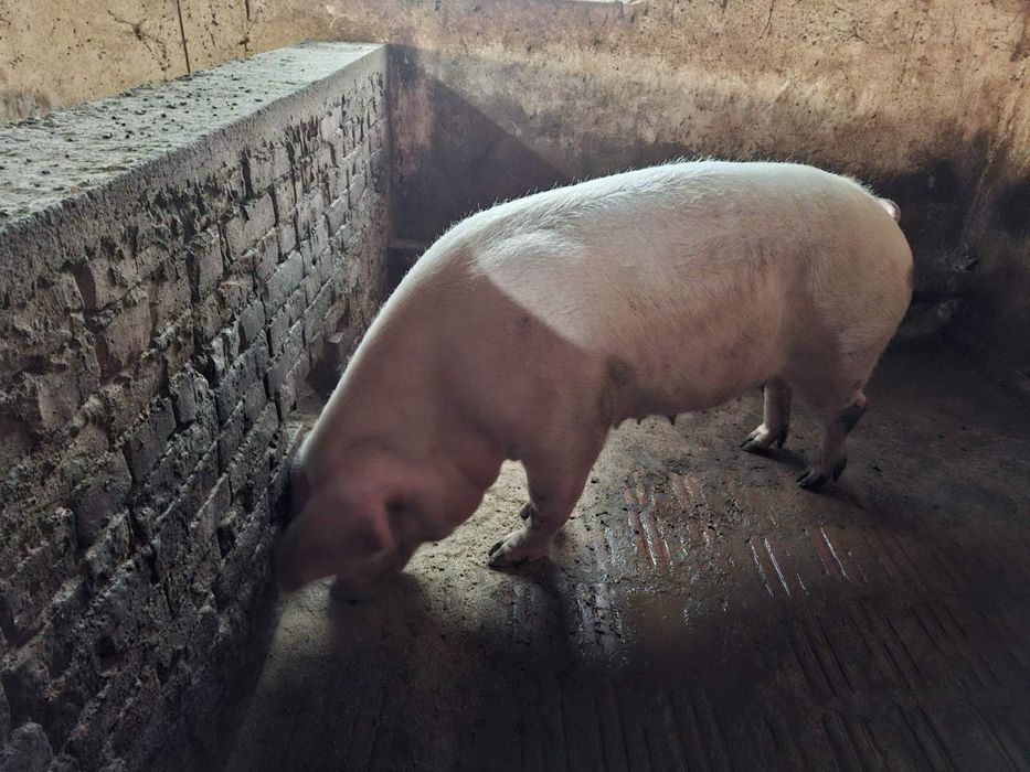 Продавам прасета - свине майки незаплодени