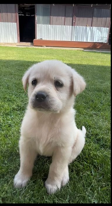 Donez labrador retriever