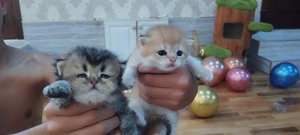 Продам котят от правильной вязки,