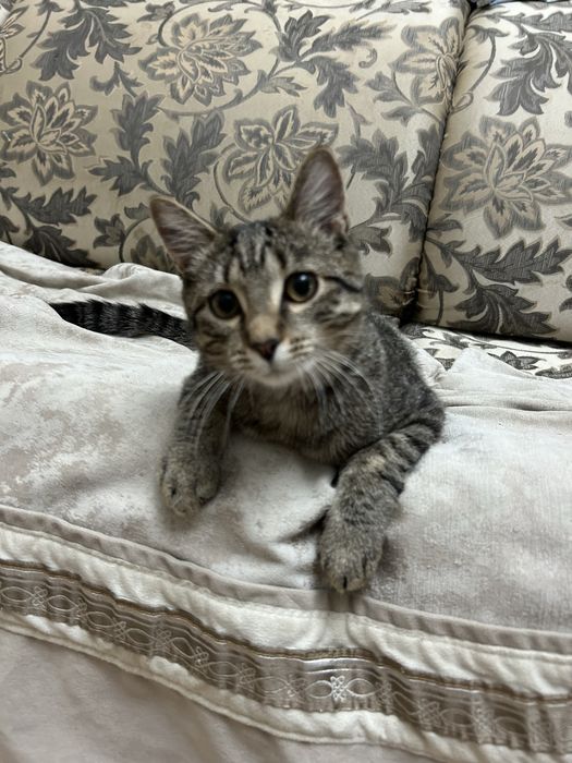 Котята ищут дом. Все интересные индивидуальные.