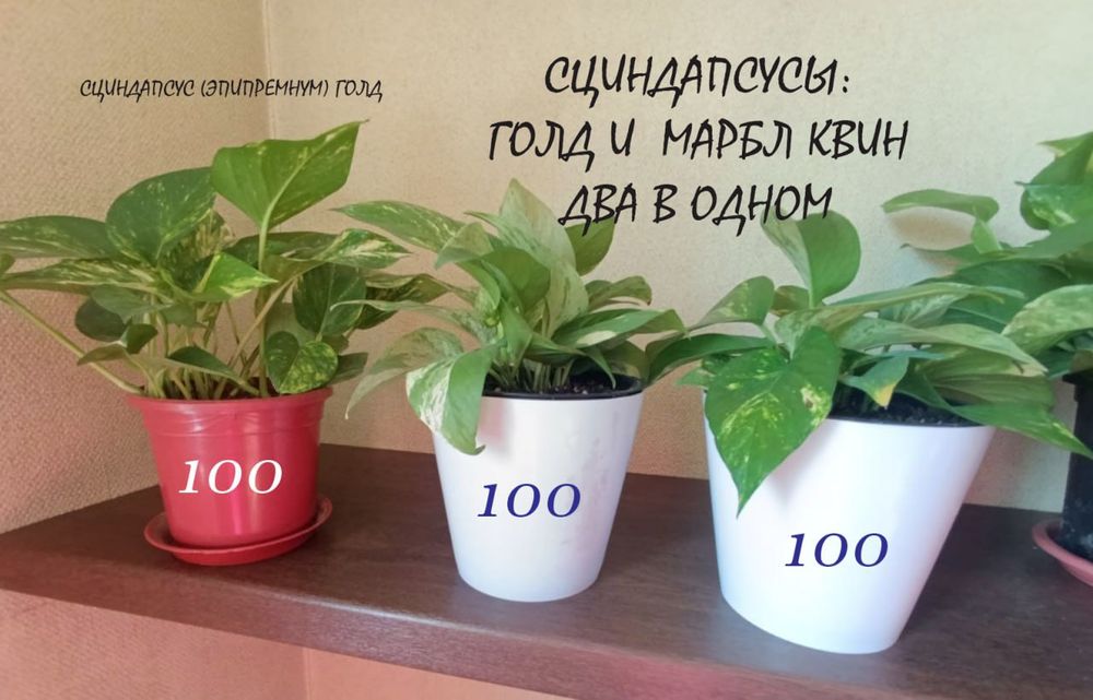 Домашние комнатные цветы здоровые ухоженные