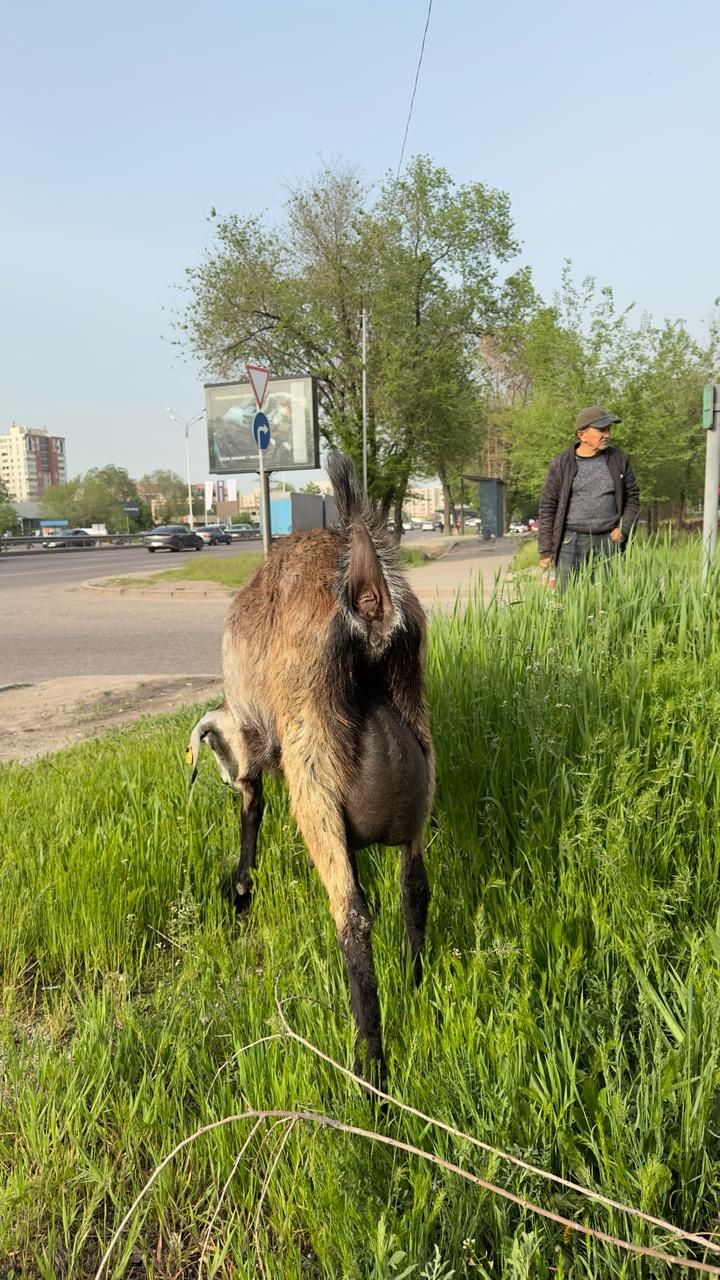 Срочно продам нубийского козу