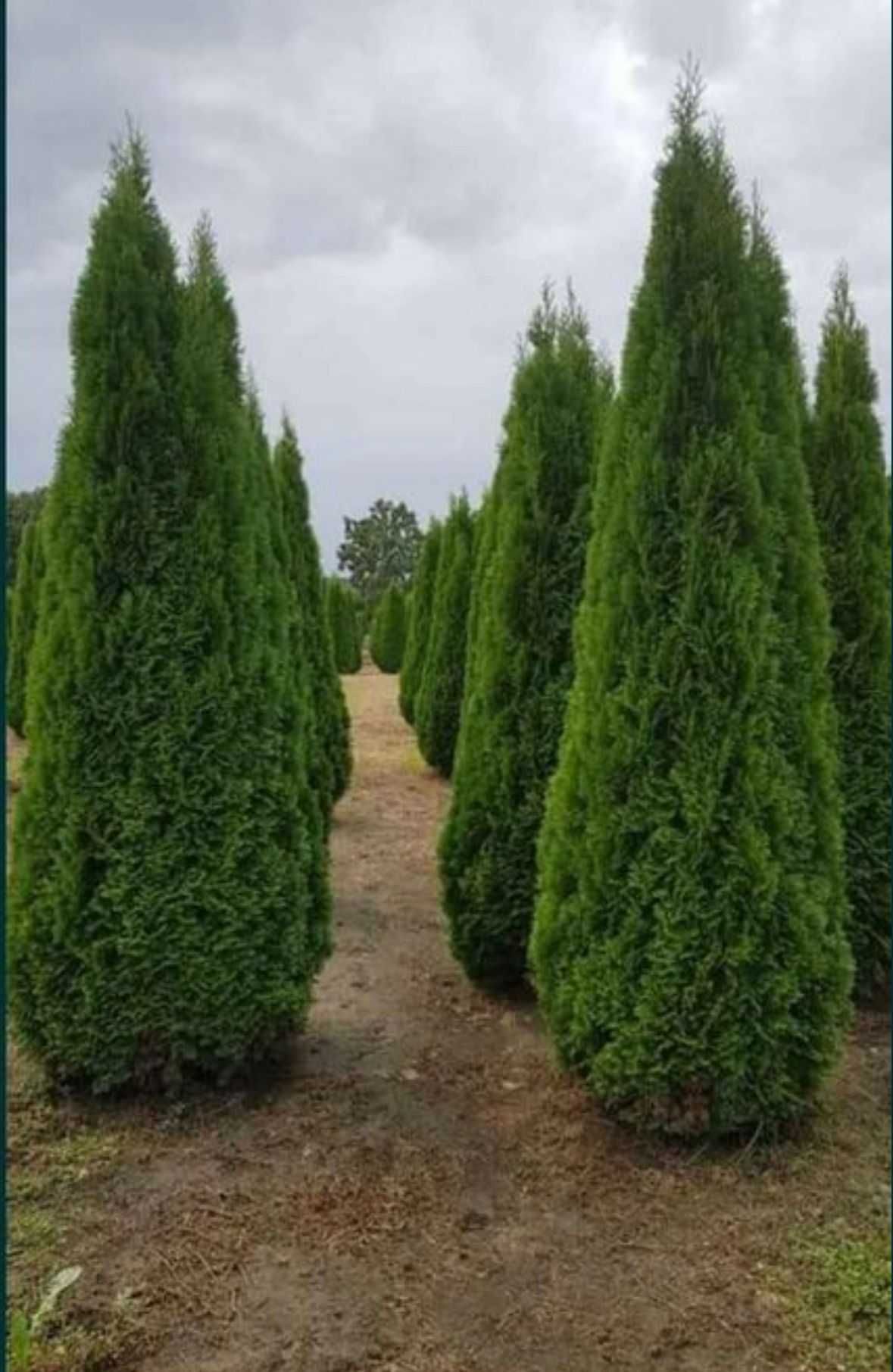 Vând tuia smarald columna braband lelandy Cedrus palmer bonsai