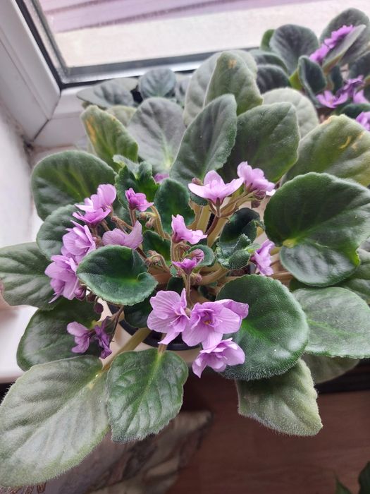 Продам Фиалки 500тг