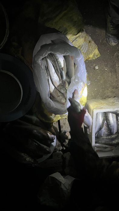 Рыба свежая Судак