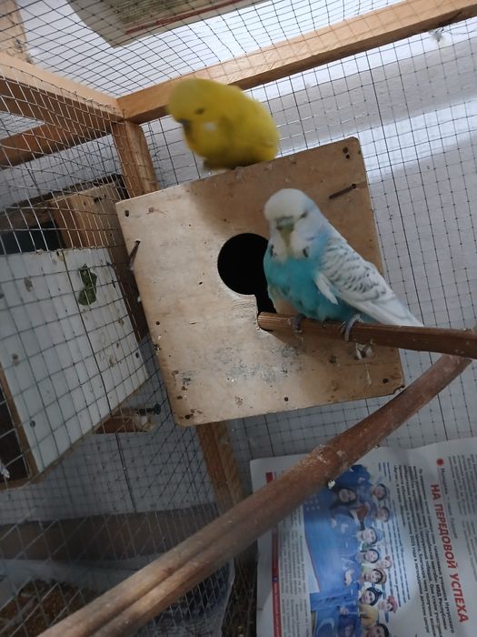 Bir juf popugay sotiladi 1 ta bolasi bor