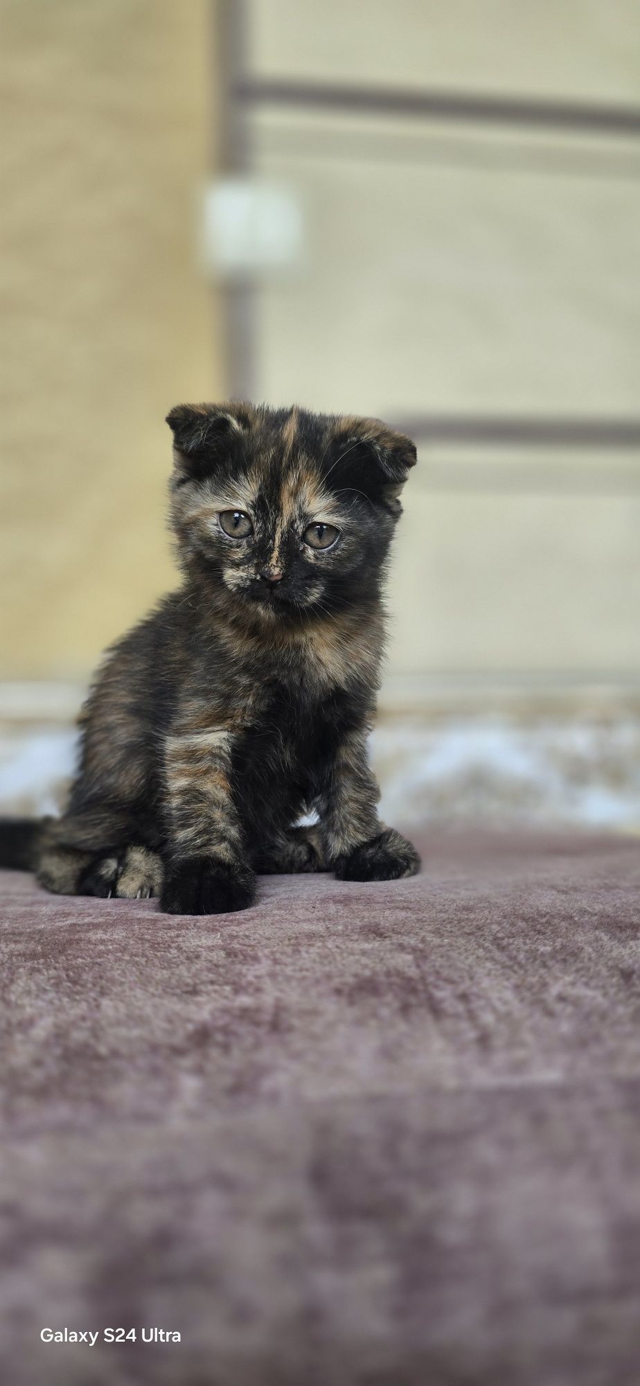 Красивые котята 2 месяца