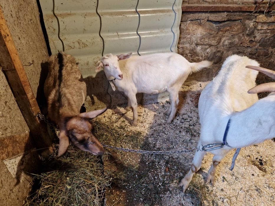 Vanzare capre de rasa