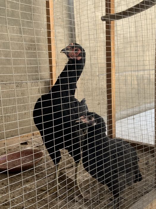 Жожалар онаси билан