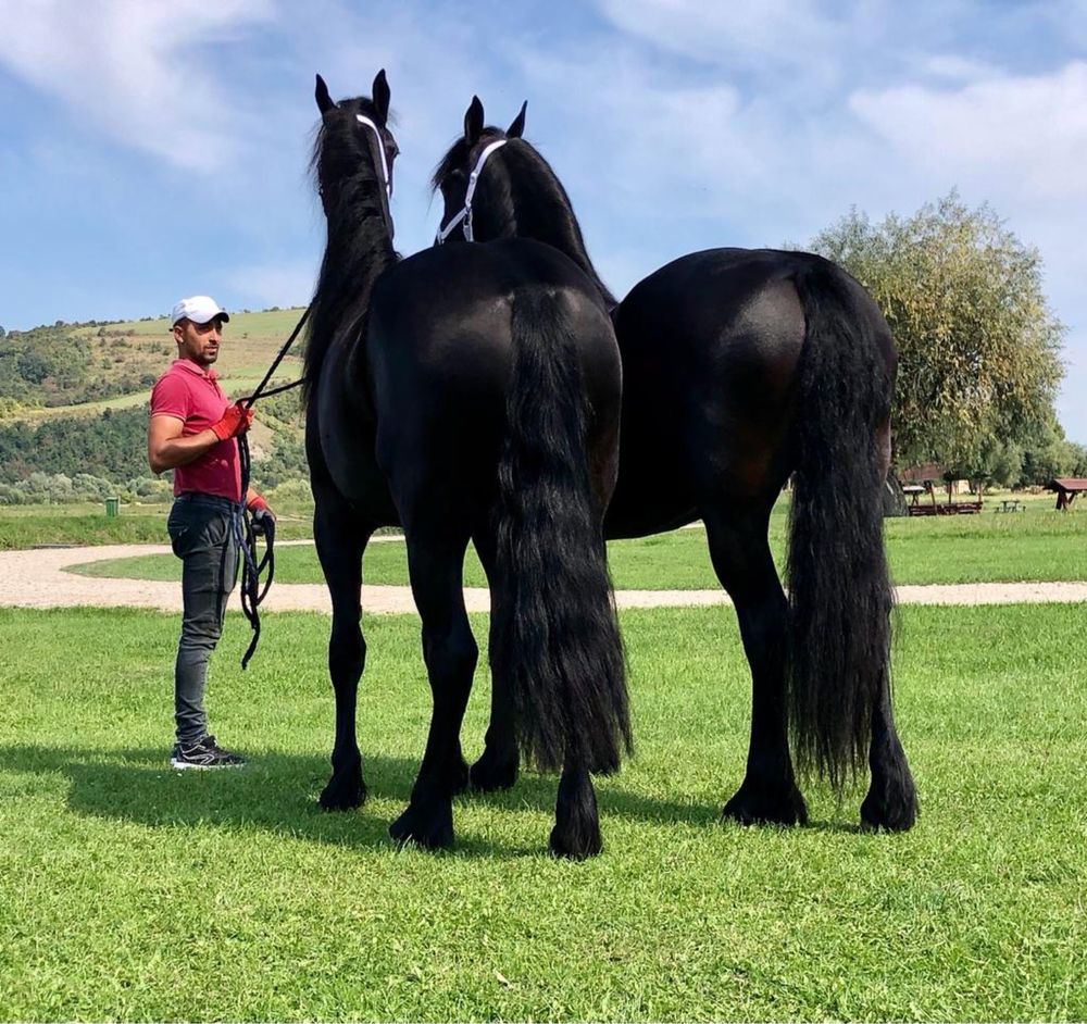 Iepe Friesian pereche Frizian Echitatie trasura calarie