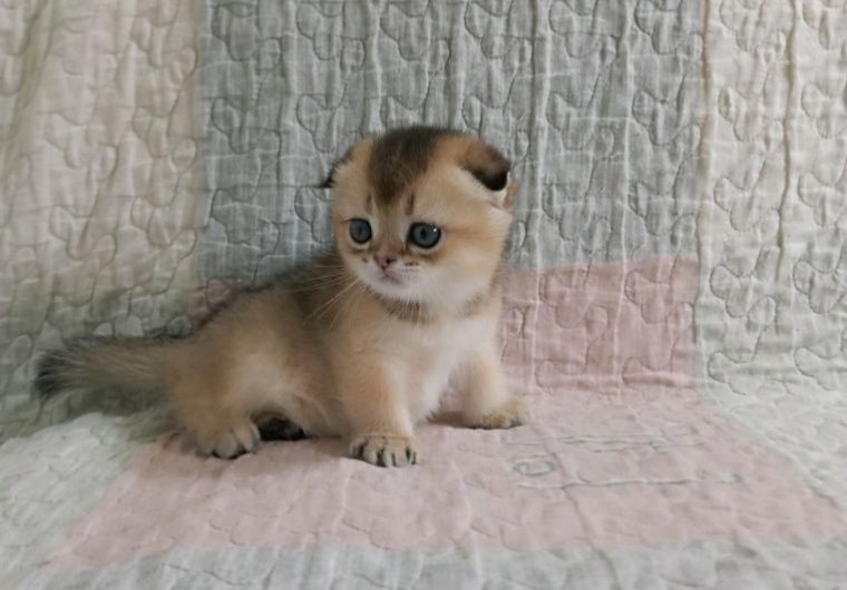 Котята шиншилы шотландские вислаухие