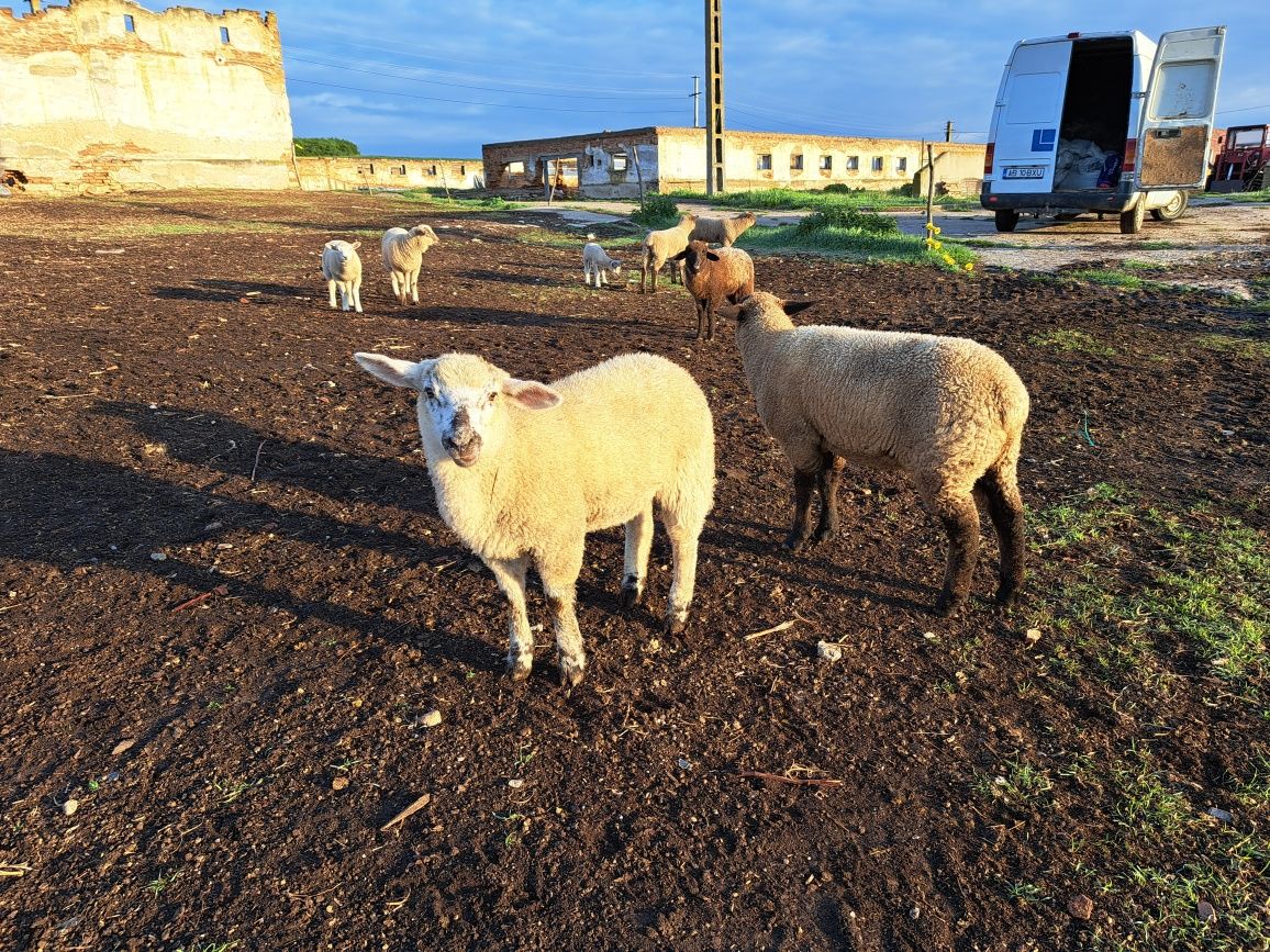 Vand miei de carne suffolk si metisi