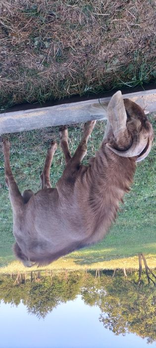 Vind sau schimb țap de rasa anglonubian
