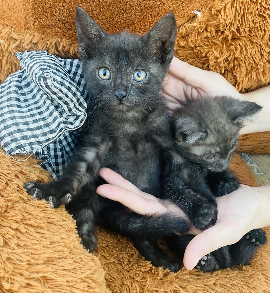 В добрые руки котята