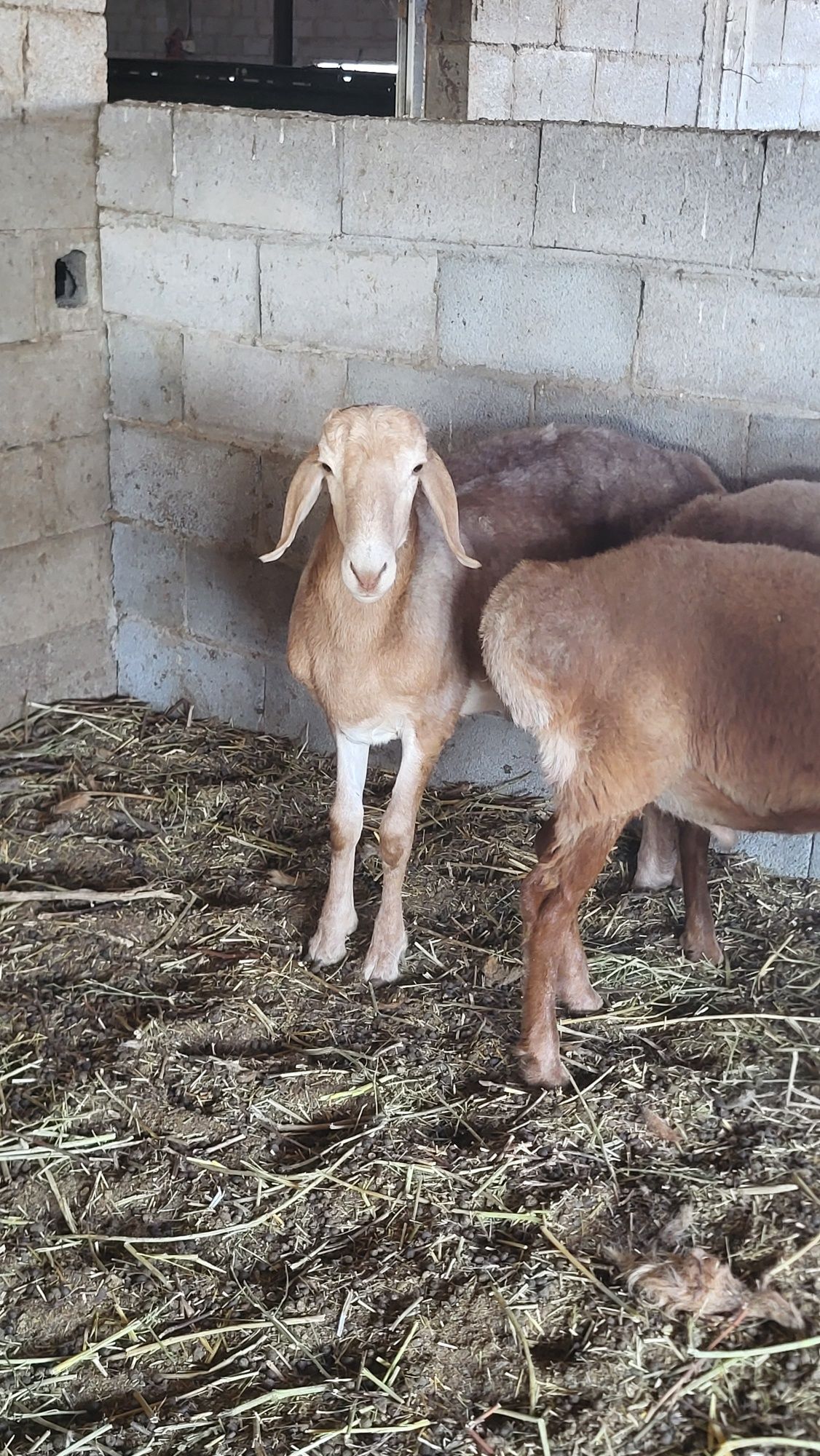 Продам 4 голов Арашан
