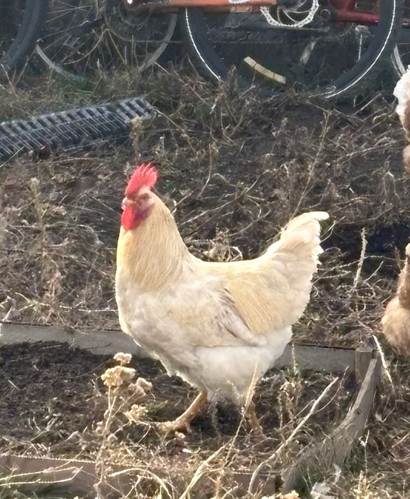 Петухи молодые активные