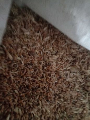 Продам отходы пшеничные лен ячмень