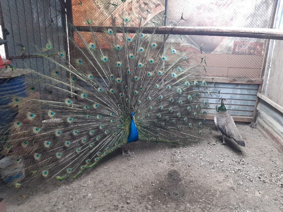 Lichidare crescătorie păuni adulți