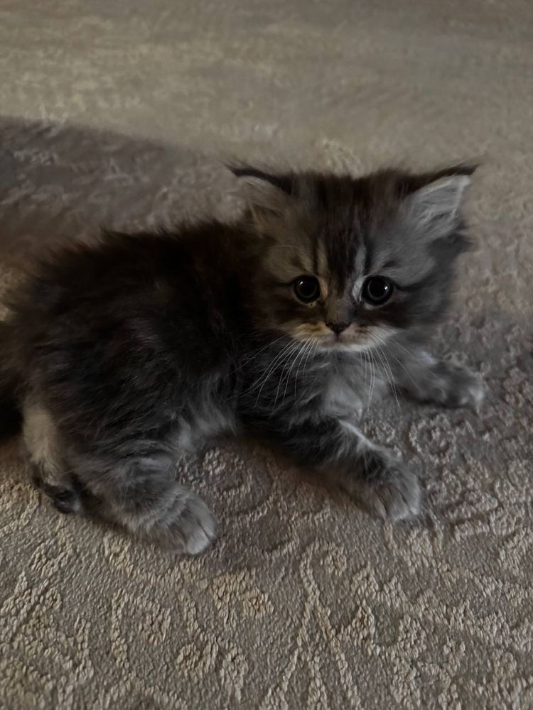 продаётся котята породистые