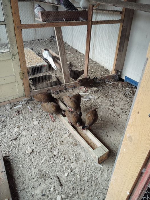 Fazani argintii de vânzare