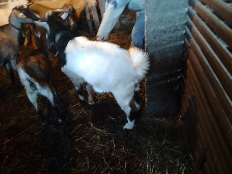 Țap tânăr de vanzare