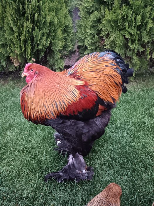 Vând doi cocosi brahma potarnichiu 2025