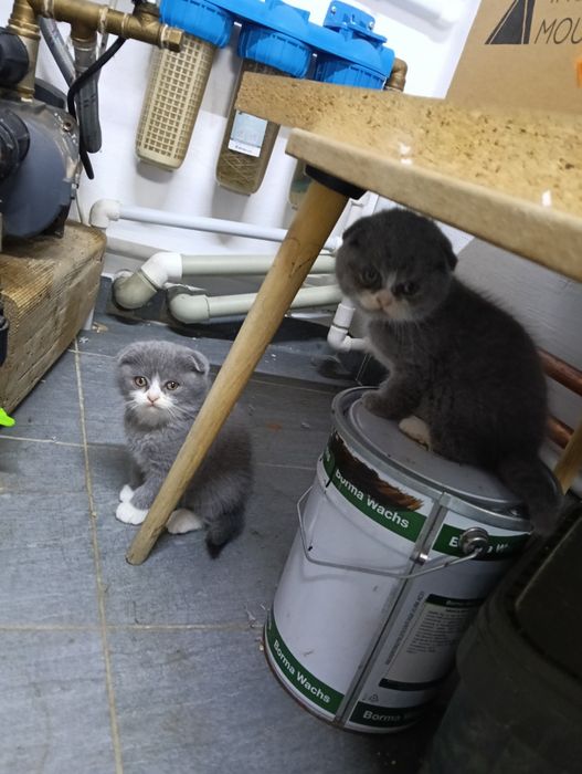Pisica Scottish Fold