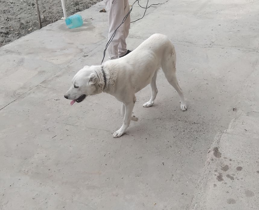 Собака сотилади. Кучук муфурушам. Ит сотилади