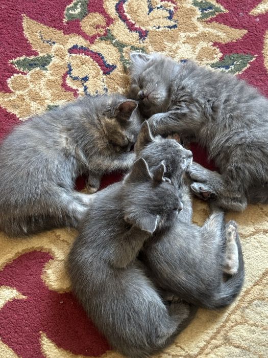 Кошки отдам в хорошие руки