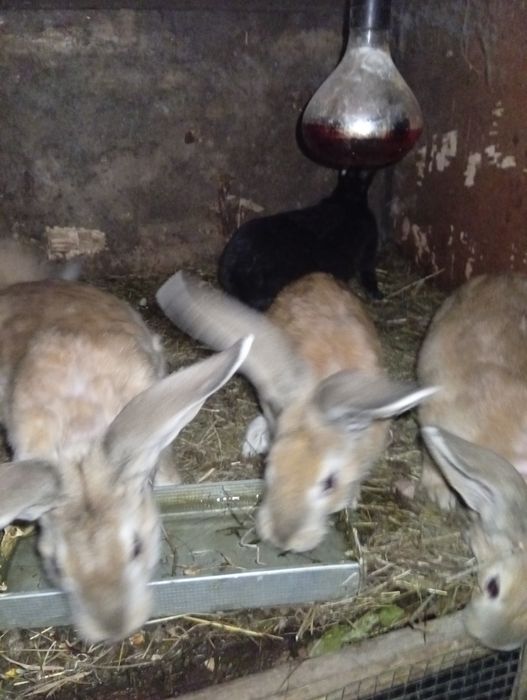 Vând iepuri românești