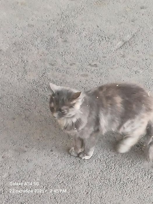 Одам Кошку мышеловку