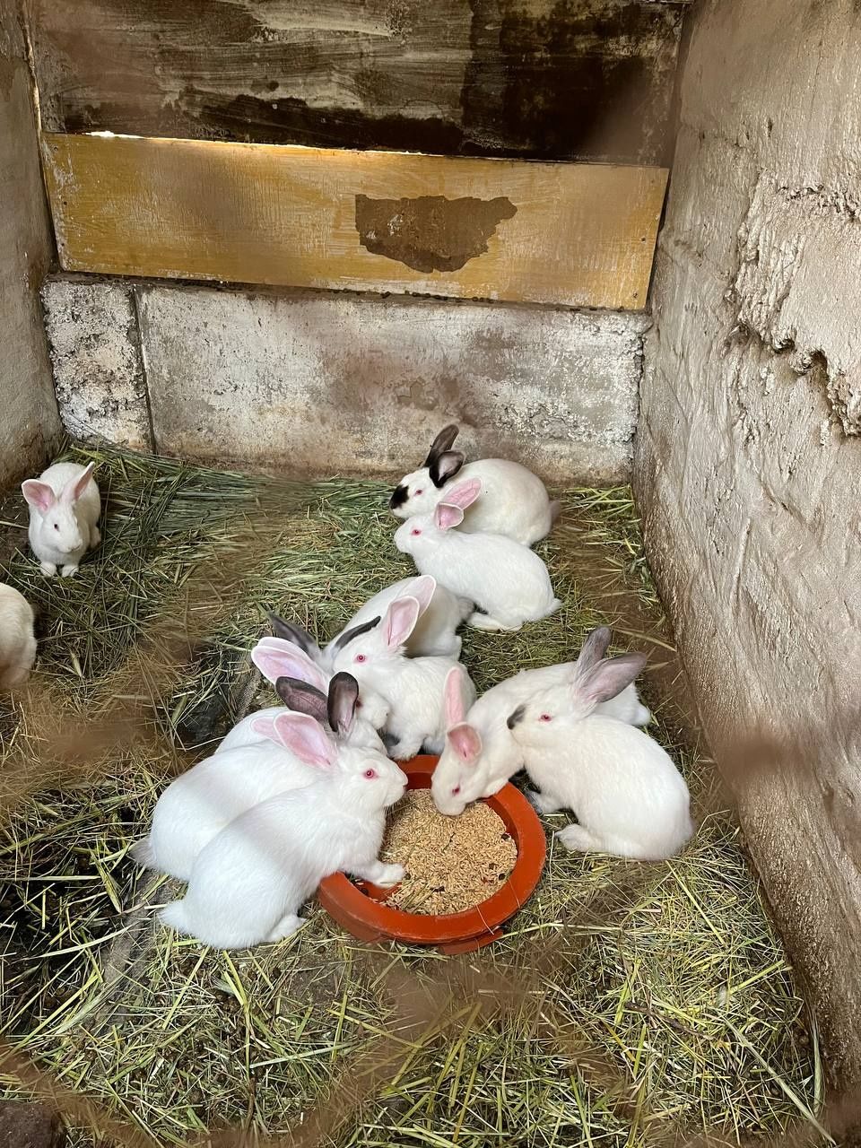 Кролики 3 месяца