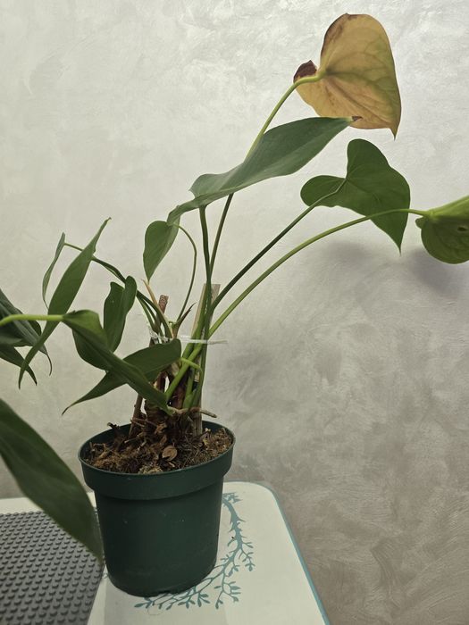 Антуриум по 40тыс