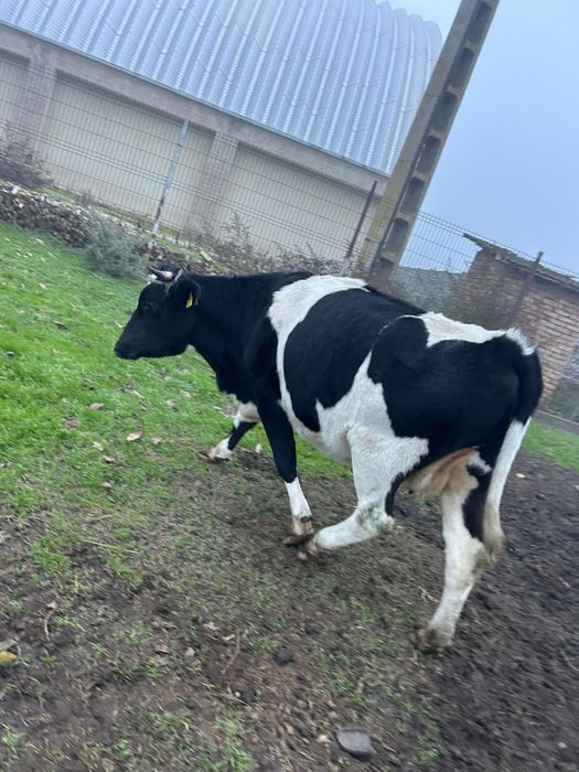 Vând vițea gestanta în 5 luni