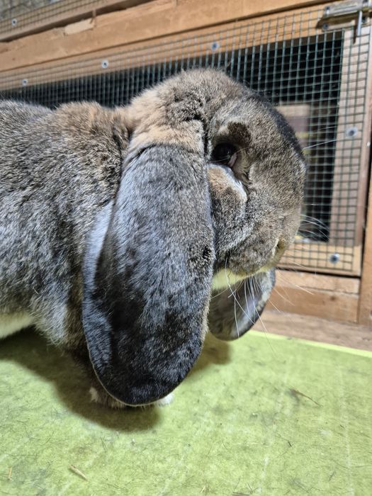 Masculi Berbec German