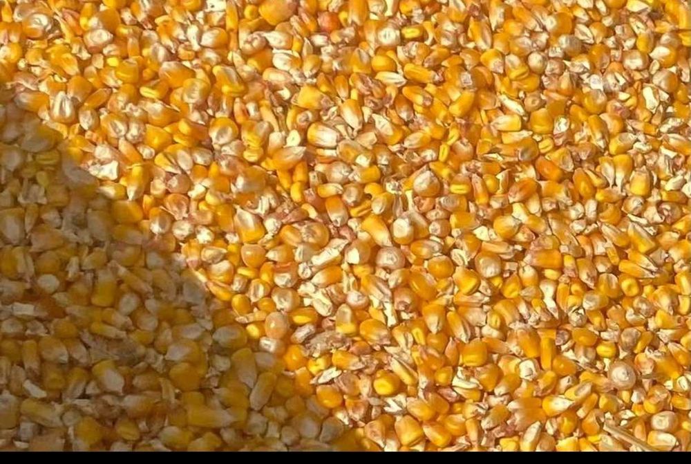 Vând porumb boabe producție 2025