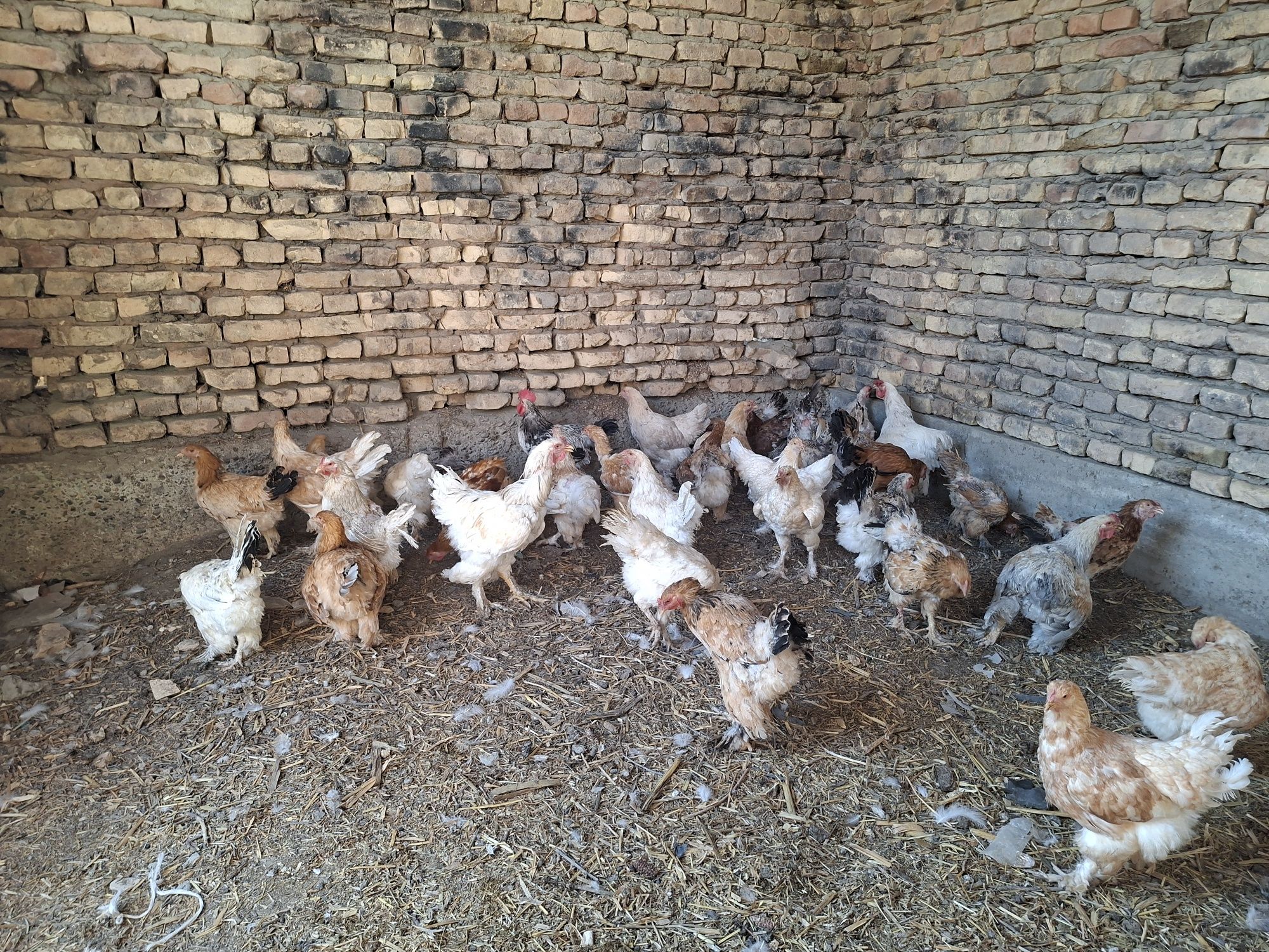 Brama Tovuqlar Arzon va tez sotiladi narxi ajoyib, pul kerakligi uchun
