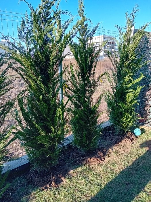 Vând plante naturale ornamentale