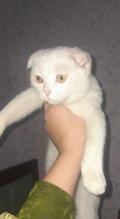 Zotdor muwuk olsangiz afsus qilmaysz