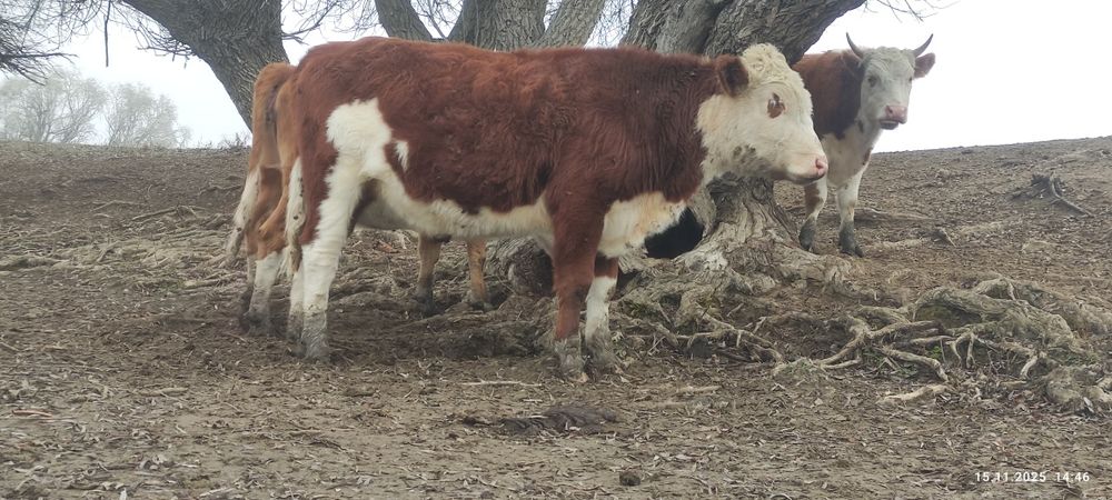 Соғымга тайөгіз бар (семіз) март 2024