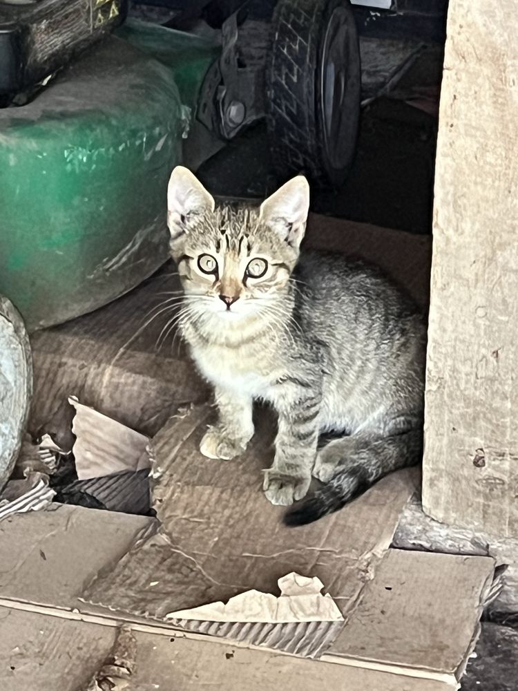 Три котета търсят дом!