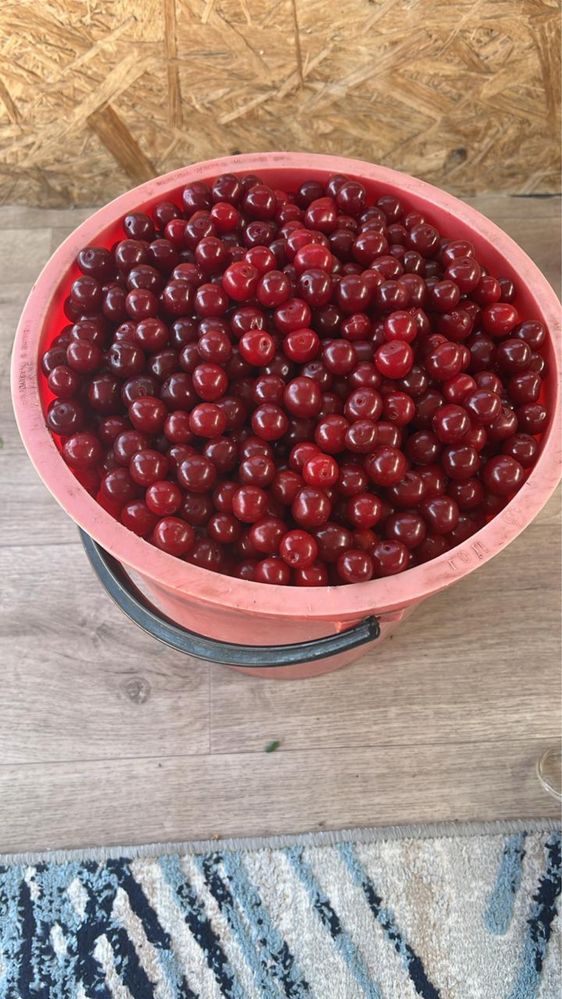 Продам вишню. Дачная. Вкусная. Крупная