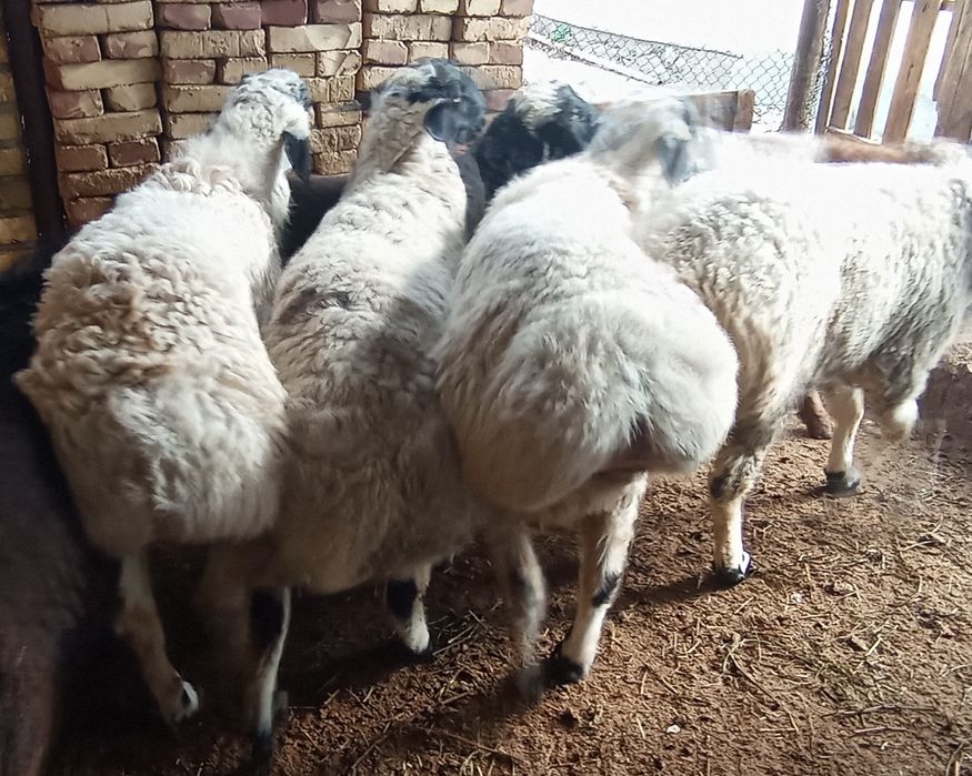 Коракулок кучкорлар сотилади