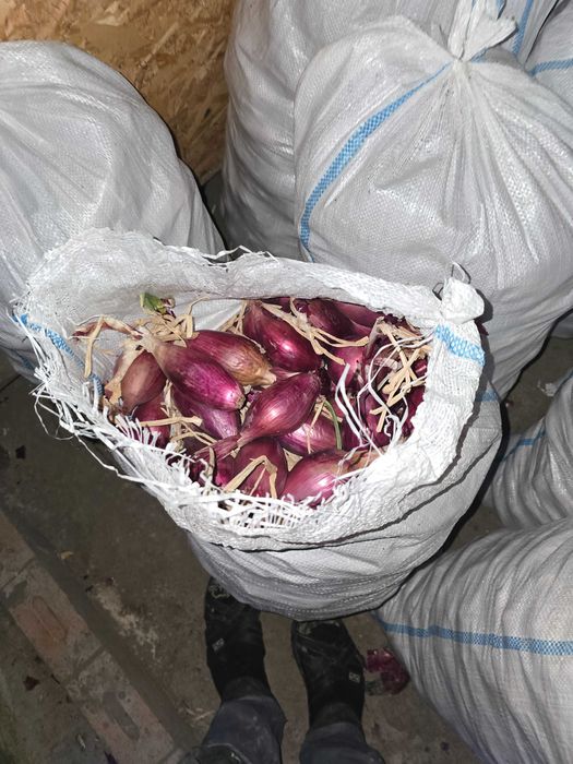 Vand ceapa dulce de apa