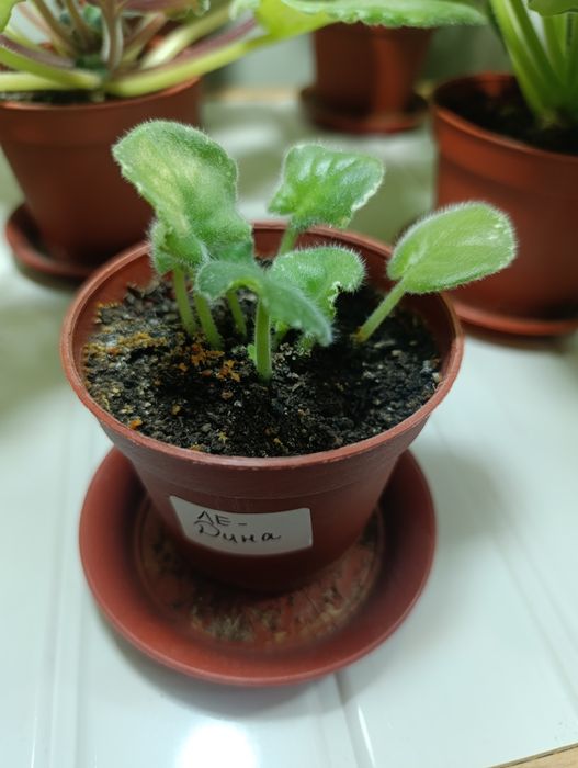 Комнатная фиалка ЛЕ Дина