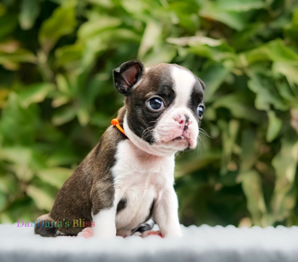 Boston terrier cu pedigree - fetita