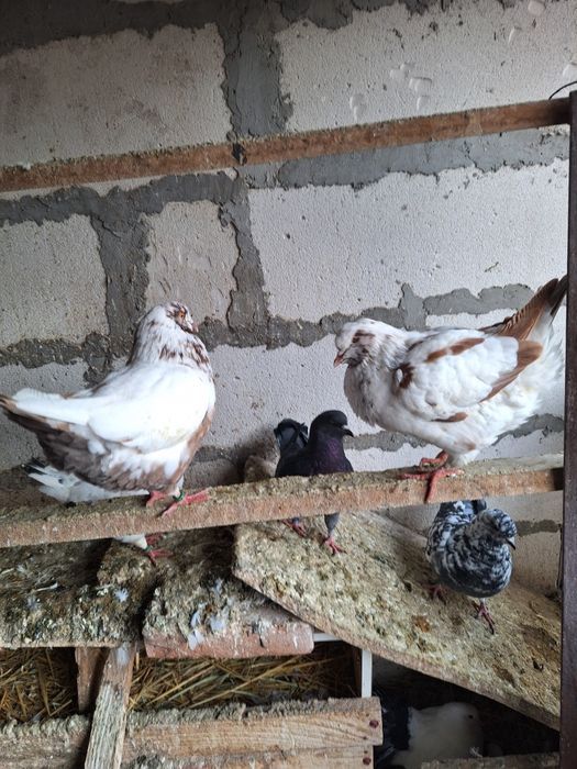 Vand porumbei strasseri.kingi voltati