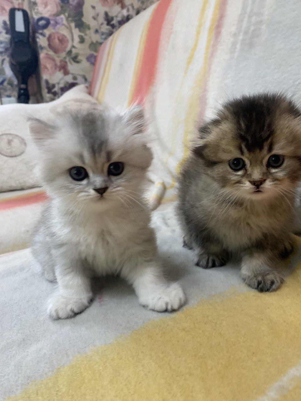 Продаются красивые, чистокровные котята! Скотиш страйт,скотиш форд!