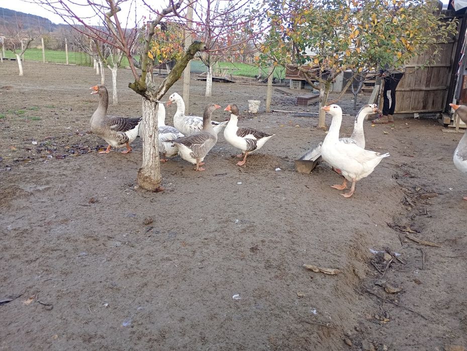 Продавам  - гъски