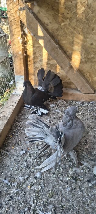 Vând porumbei voltați indieni